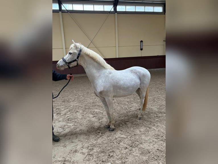 Welsh-B Castrone 7 Anni 128 cm Grigio in Elvange