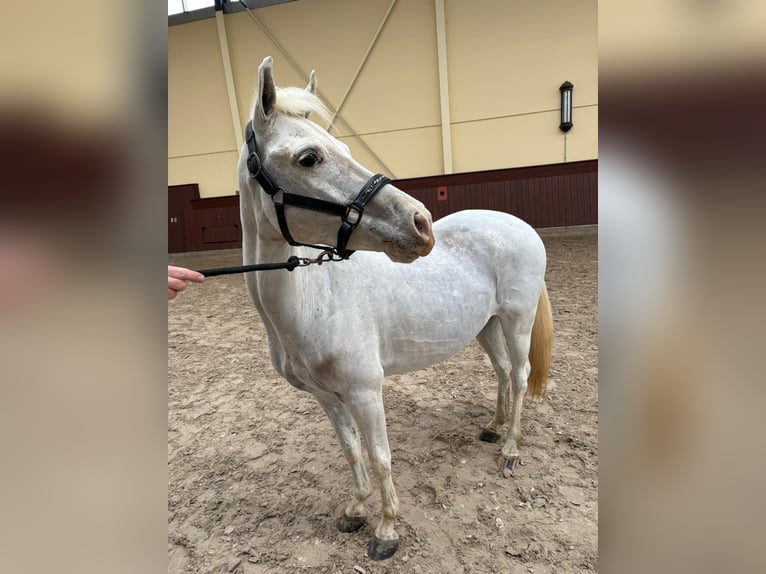 Welsh-B Castrone 7 Anni 128 cm Grigio in Elvange