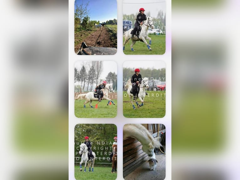 Welsh-B Castrone 7 Anni 128 cm Grigio in Elvange