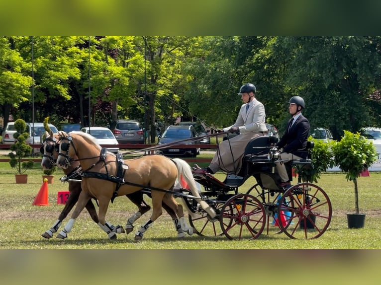 Welsh-B Castrone 7 Anni 136 cm Palomino in Szabadszállás