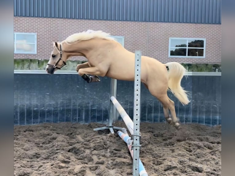 Welsh-B Castrone 7 Anni 136 cm Palomino in Szabadszállás
