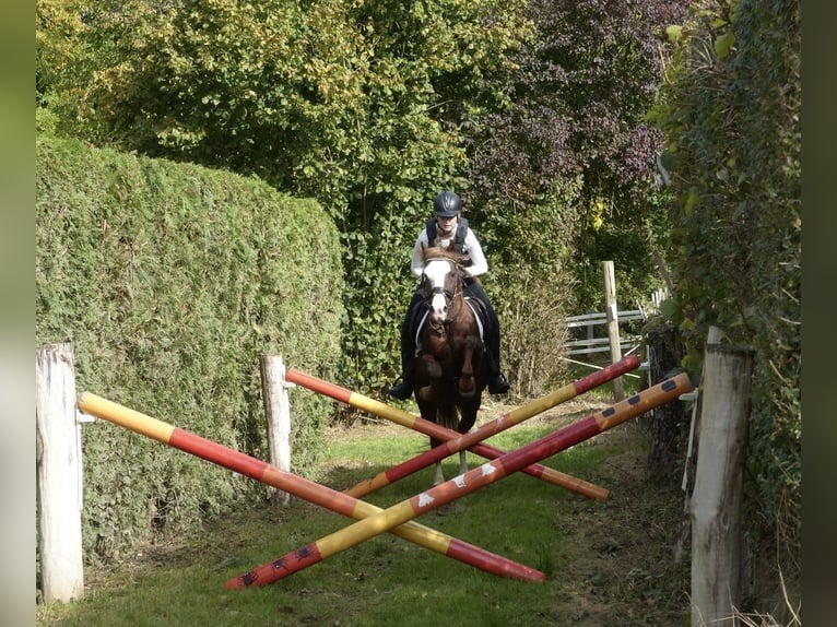 Welsh-B Castrone 7 Anni 140 cm Sauro scuro in Aichach