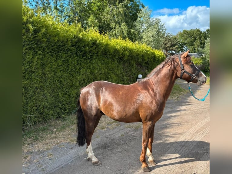 Welsh-B Castrone 7 Anni Sauro scuro in Veghel