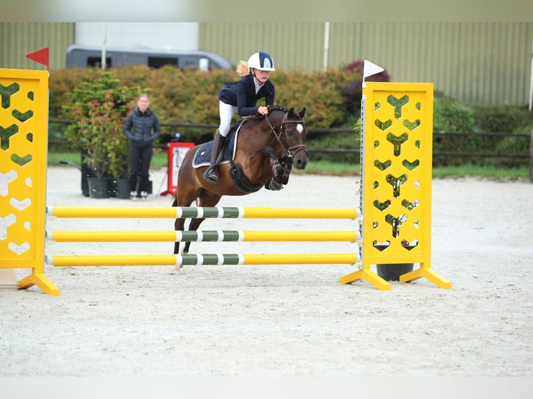 Welsh-B Mix Castrone 8 Anni 125 cm Baio nero in Bunschoten-Spakenburg