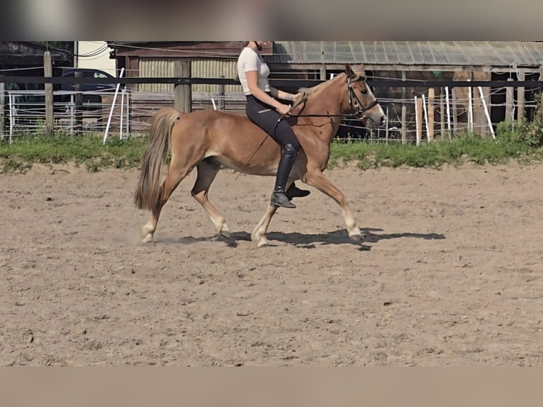 Welsh-B Castrone 8 Anni 126 cm Sauro in M&#xFC;lheim an der Ruhr