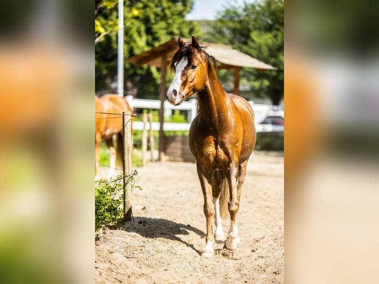 Welsh-B Castrone 8 Anni 127 cm Sauro scuro in Oss