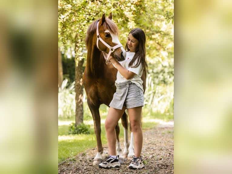 Welsh-B Castrone 8 Anni 127 cm Sauro scuro in Oss