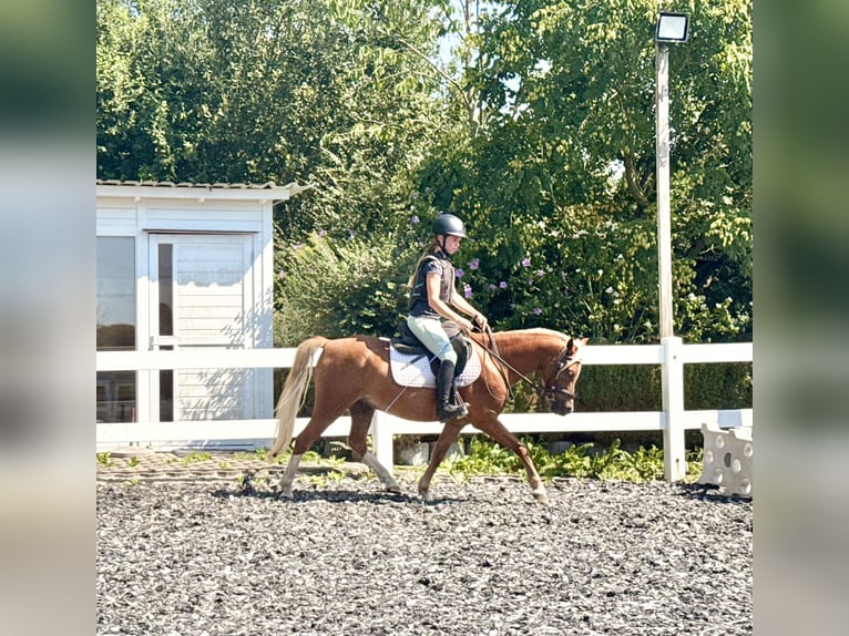 Welsh-B Castrone 8 Anni 130 cm Sauro scuro in München