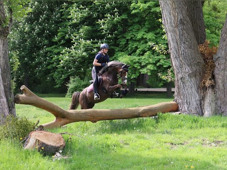 Welsh-B Castrone 8 Anni 132 cm Sauro scuro in Leithaprodersdorf