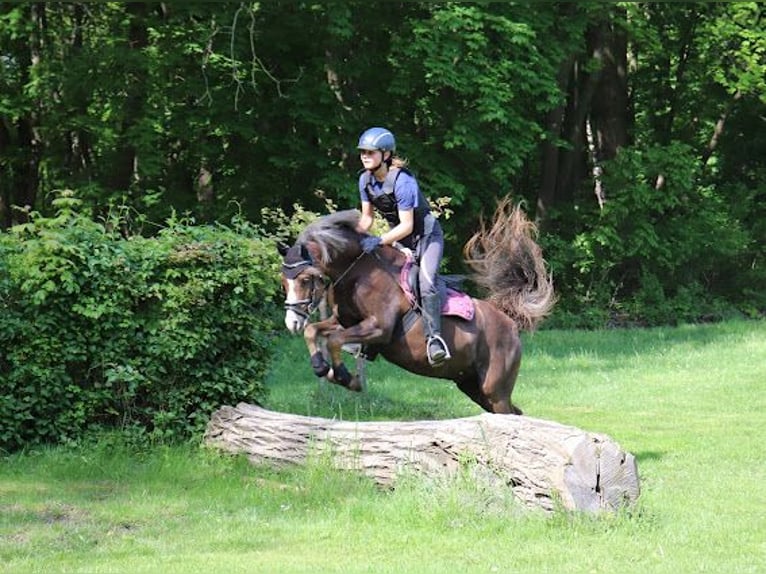 Welsh-B Castrone 8 Anni 132 cm Sauro scuro in Leithaprodersdorf