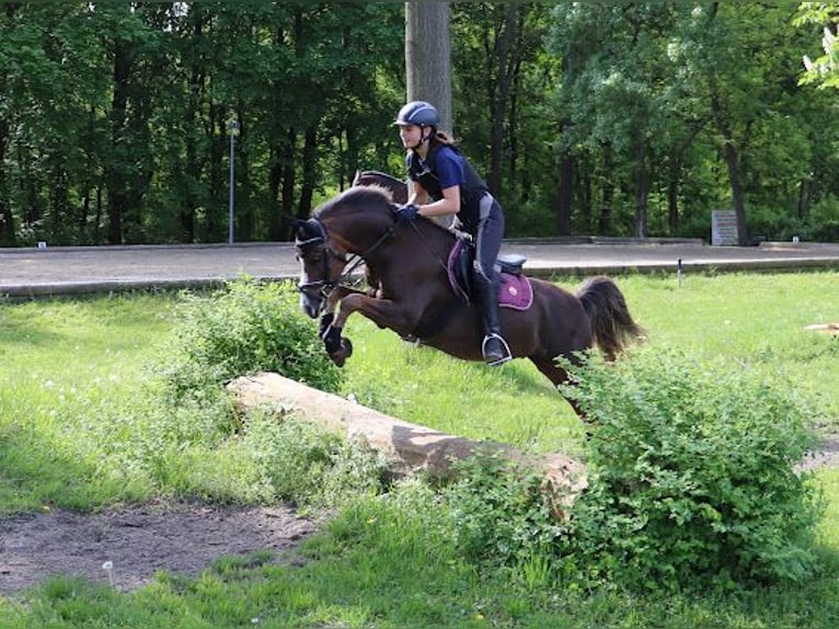 Welsh-B Castrone 8 Anni 132 cm Sauro scuro in Leithaprodersdorf