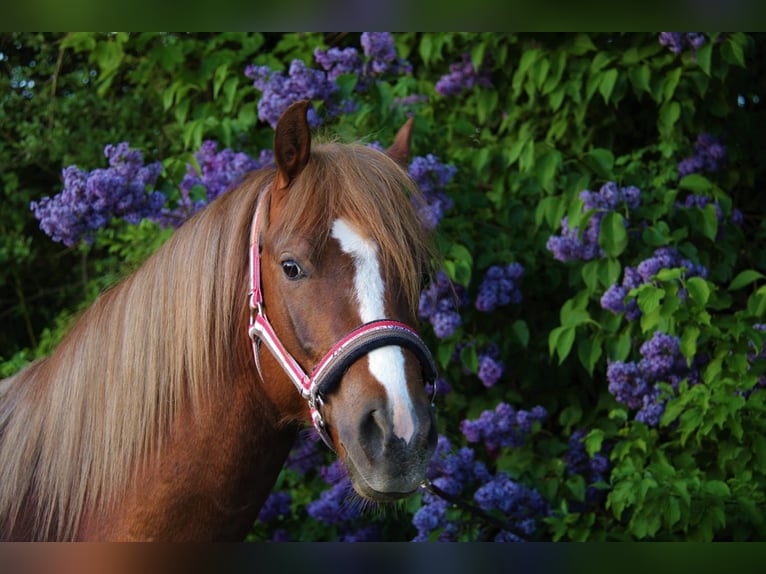 Welsh-B Castrone 8 Anni 135 cm Sauro scuro in Heidenheim an der Brenz