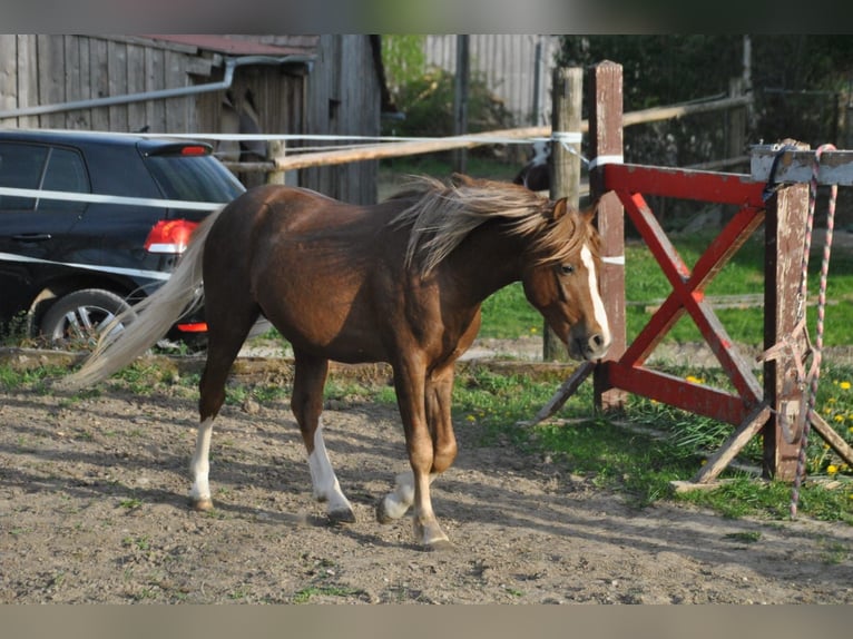Welsh-B Castrone 8 Anni 135 cm Sauro scuro in Heidenheim an der Brenz