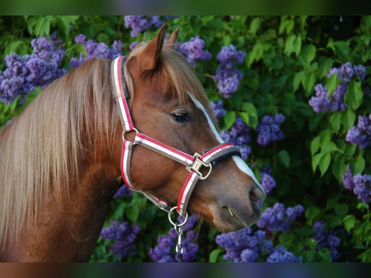Welsh-B Castrone 8 Anni 135 cm Sauro scuro in Heidenheim an der Brenz