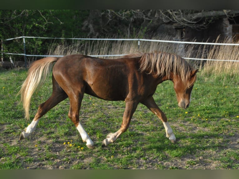 Welsh-B Castrone 8 Anni 135 cm Sauro scuro in Heidenheim an der Brenz