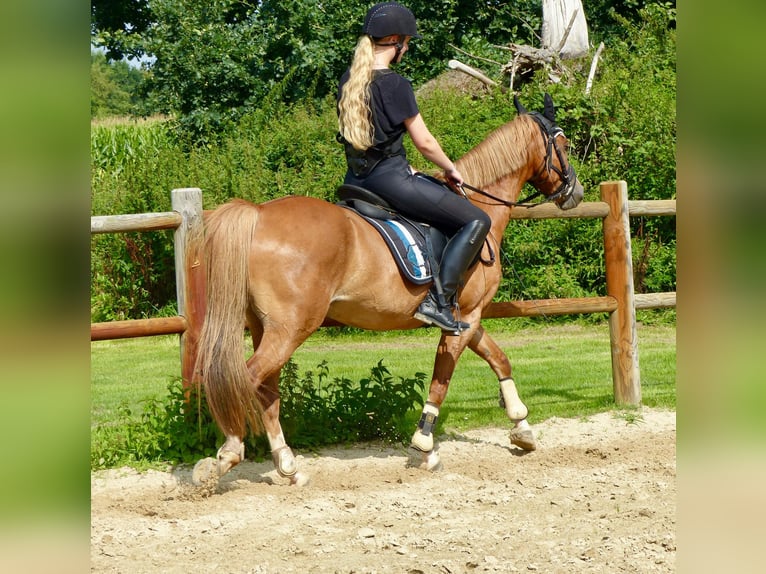 Welsh-B Castrone 8 Anni 136 cm Sauro in Halle