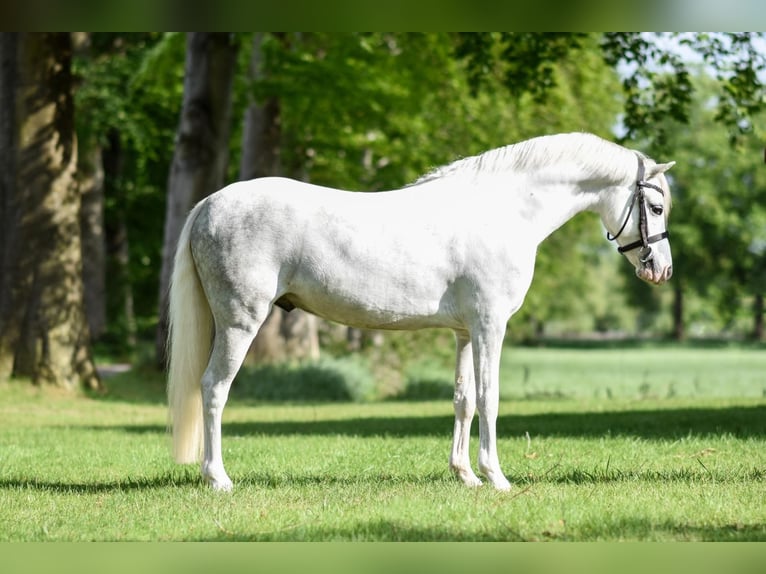 Welsh-B Castrone 8 Anni Bianco in Holten