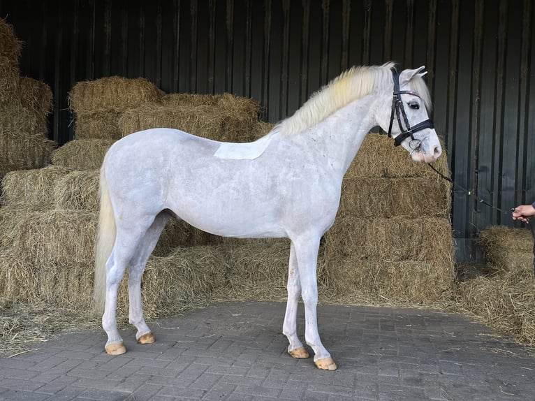 Welsh-B Castrone 8 Anni Bianco in Holten