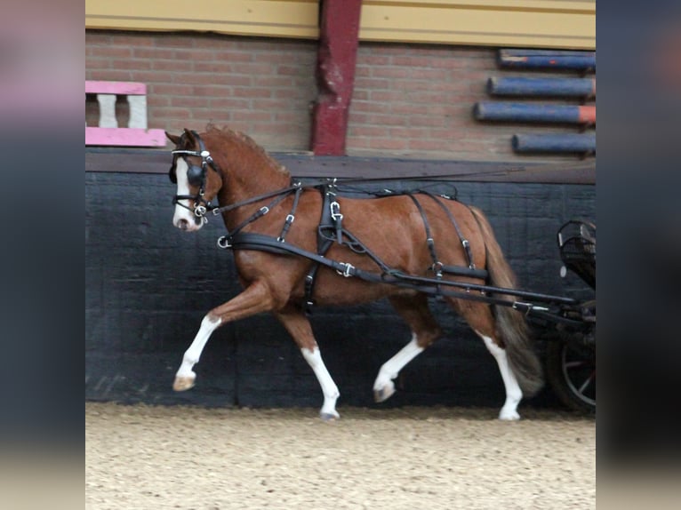 Welsh-B Castrone 9 Anni 127 cm Sauro in Hengelo (Gld)