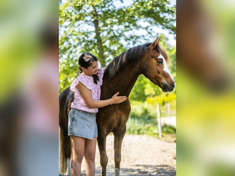 Welsh-B Castrone 9 Anni 127 cm Sauro scuro in Oss