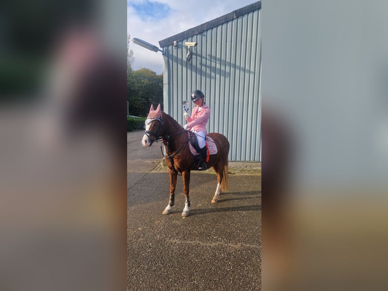 Welsh-B Castrone 9 Anni 130 cm Sauro scuro in Oss