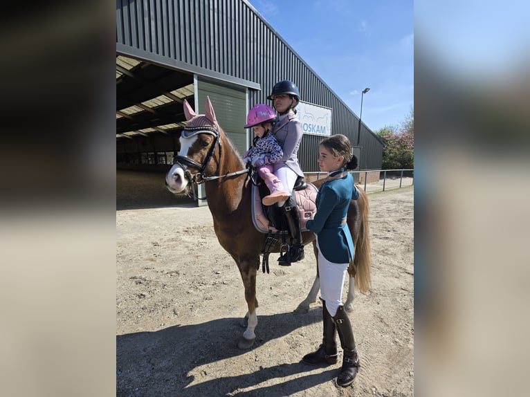 Welsh-B Castrone 9 Anni 130 cm Sauro scuro in Oss