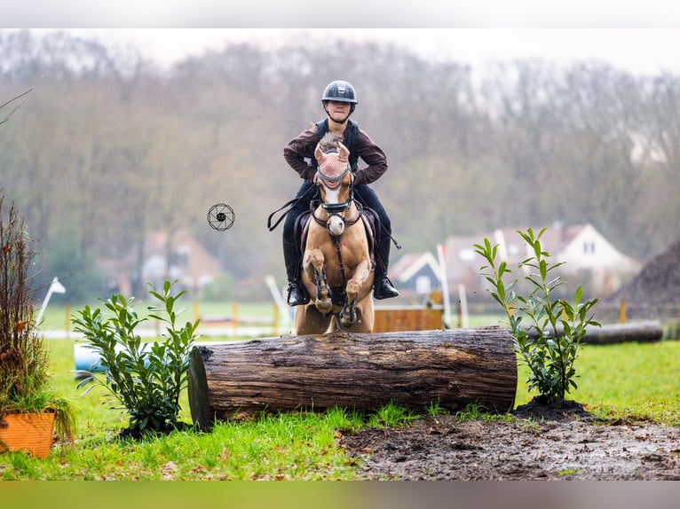 Welsh-B Castrone 9 Anni 130 cm Sauro scuro in Oss