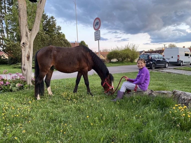 Welsh-B Castrone 9 Anni 137 cm Baio in Netolice