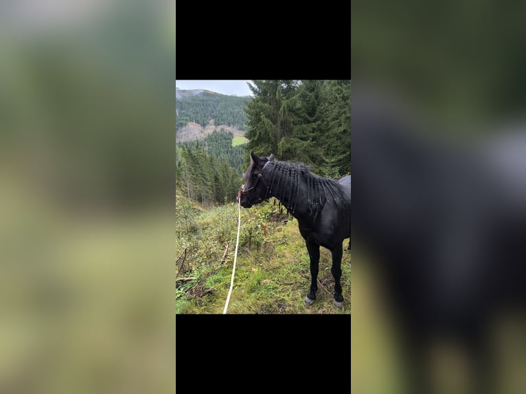 Welsh-B Castrone 9 Anni 137 cm Morello in Gries im Sellrain