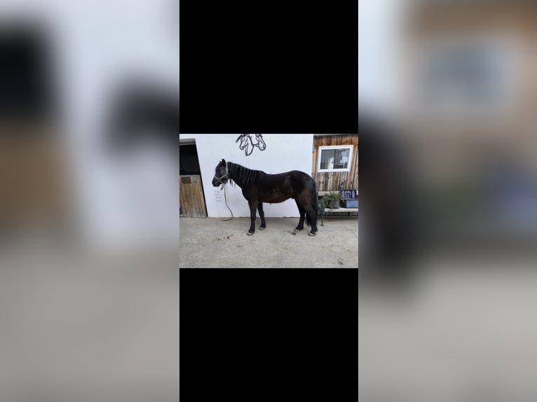 Welsh-B Castrone 9 Anni 137 cm Morello in Gries im Sellrain