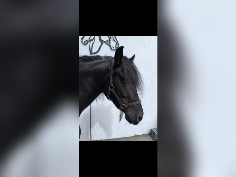 Welsh-B Castrone 9 Anni 137 cm Morello in Gries im Sellrain