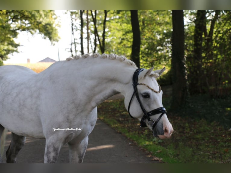 Welsh-B Castrone 9 Anni 141 cm Grigio in Recke, bei Osnabrück