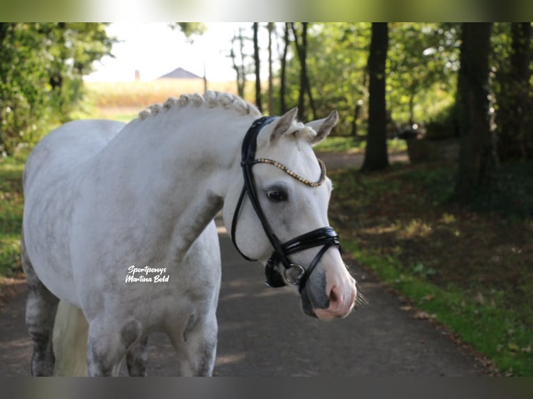 Welsh-B Castrone 9 Anni 141 cm Grigio in Recke, bei Osnabrück