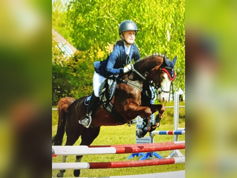 Welsh-B Castrone 9 Anni 141 cm Sauro scuro in LüchowLüchow