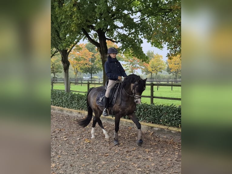 Welsh-B Castrone 9 Anni 144 cm Pelle di daino in Coesfeld