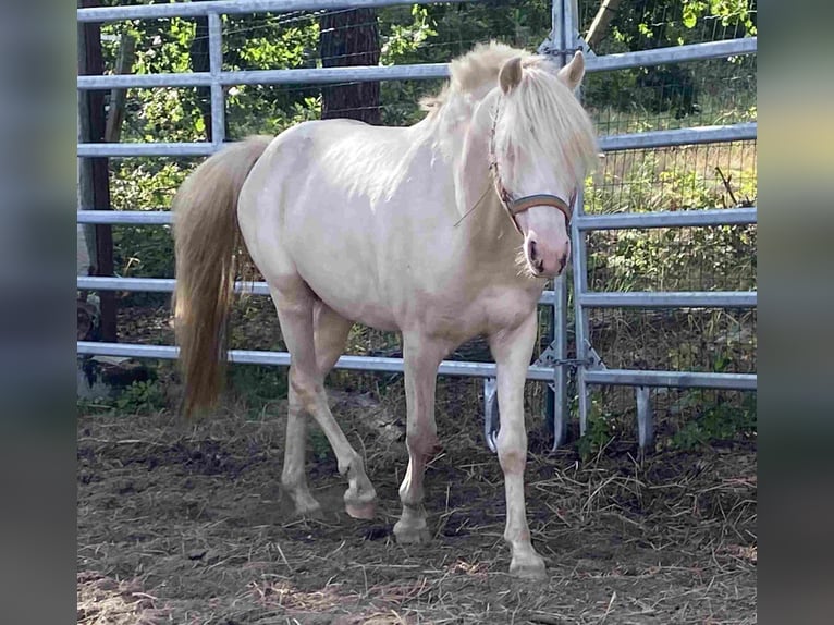 Welsh-B Castrone 9 Anni Cremello in Herzberg