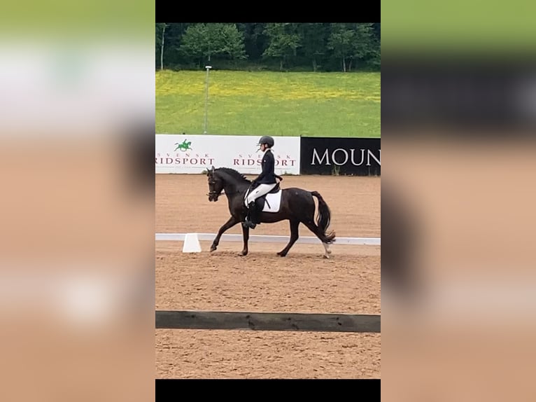 Welsh B Étalon 10 Ans 136 cm Alezan brûlé in Fjaras