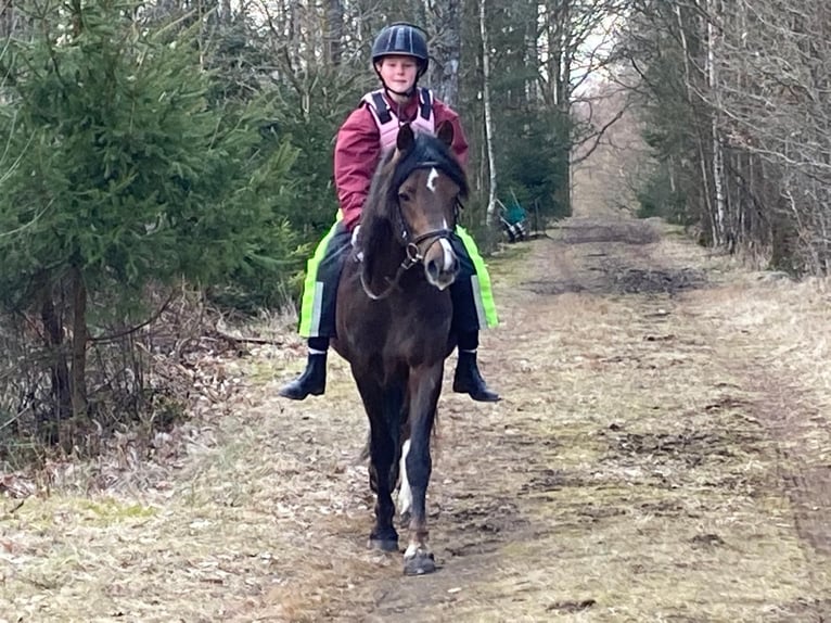 Welsh B Étalon 10 Ans 136 cm Alezan brûlé in Fjaras