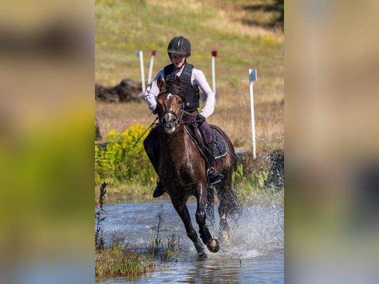 Welsh B Étalon 10 Ans 136 cm Alezan brûlé in Fjaras