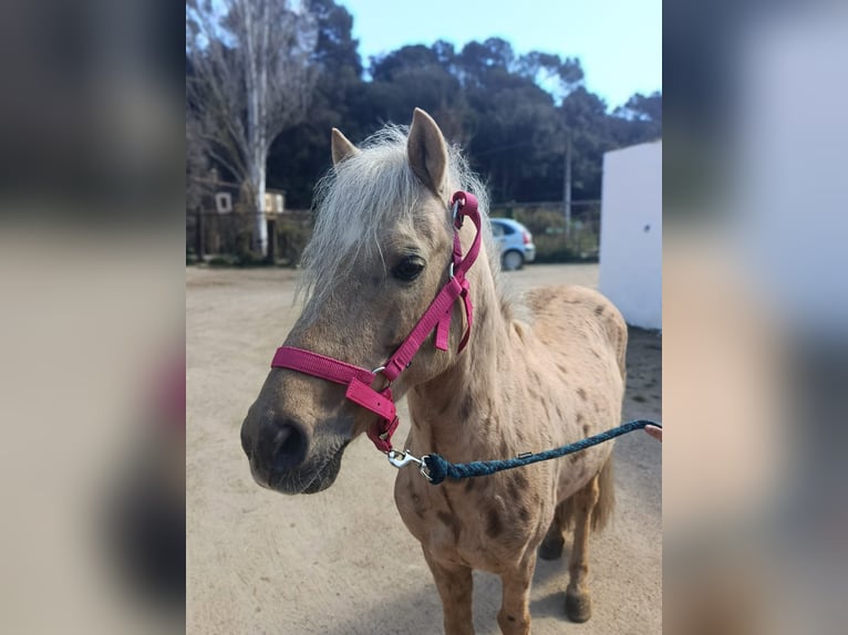 Welsh B Croisé Étalon 12 Ans 127 cm Palomino in Santa Susanna