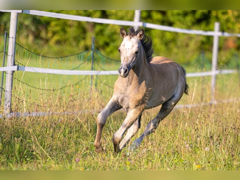 Welsh B Étalon 1 Année 130 cm Peut devenir gris in Nussdorf