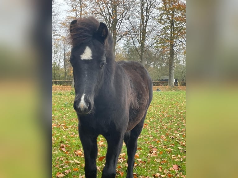 Welsh B Étalon 1 Année 135 cm Noir in Oldebroek
