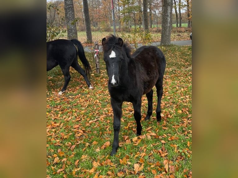 Welsh B Étalon 1 Année 135 cm Noir in Oldebroek