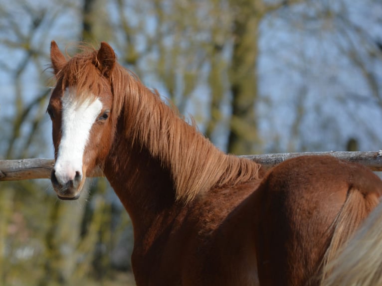 Welsh B Étalon 1 Année 137 cm Palomino in Rennertshofen