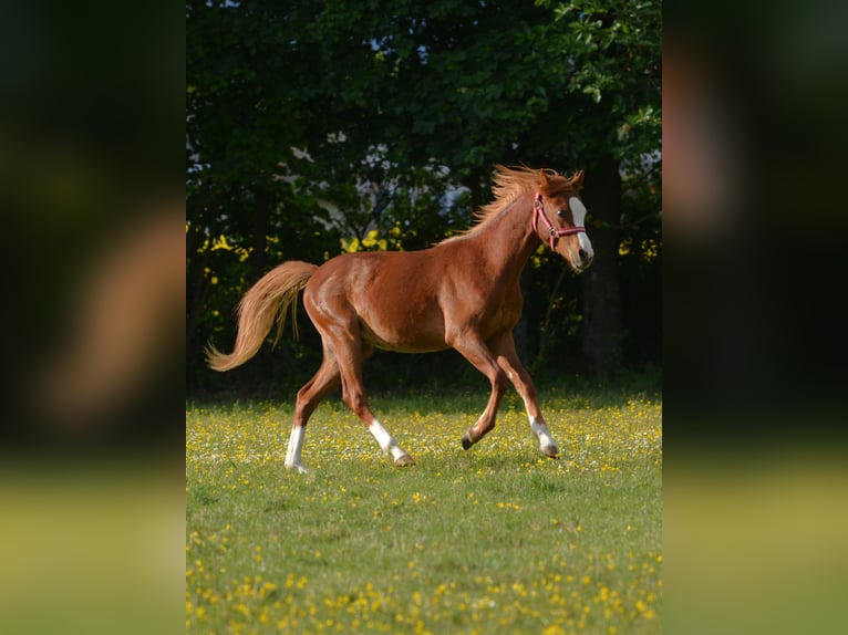 Welsh B Étalon 1 Année 137 cm Palomino in Rennertshofen