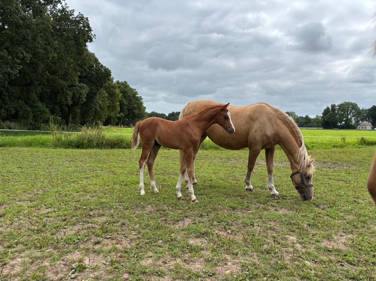 Welsh B Étalon 1 Année Alezan in Dalfsen