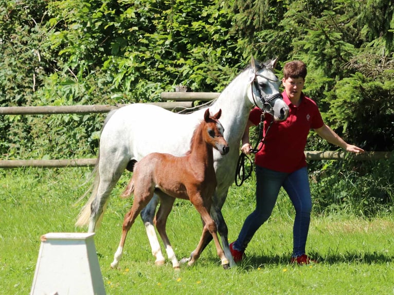 Welsh B Étalon 1 Année Rouan Bleu in Frankenberg (Eder)