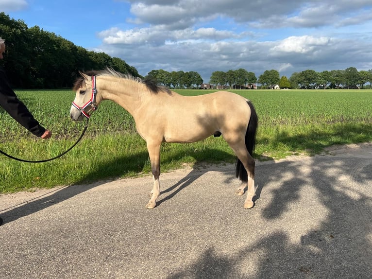 Welsh B Croisé Étalon 2 Ans 125 cm  in Hoge hexel