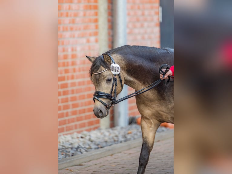 Welsh B Étalon 2 Ans 128 cm Buckskin in WardenburgWardenburg