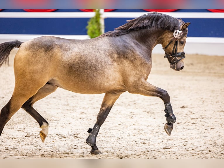 Welsh B Étalon 2 Ans 128 cm Buckskin in WardenburgWardenburg